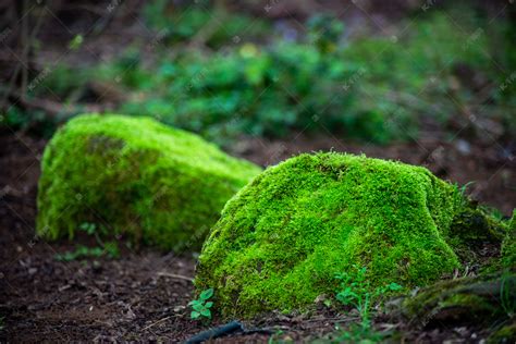 青苔水|青苔（苔藓类植物）